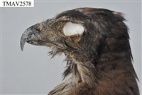 鳳頭蒼鷹藏品圖，第13張